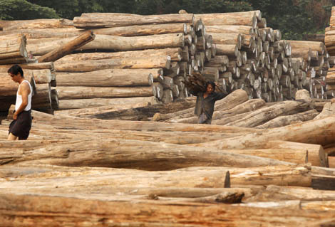 Image for article New rules on Burmese Teak imports already affecting market